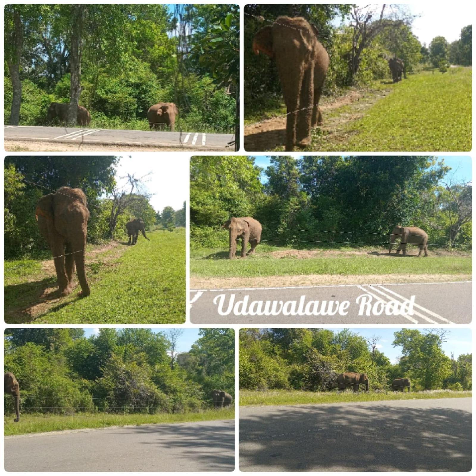 Peacock Villa Resort Udawalawe Szoba fotó